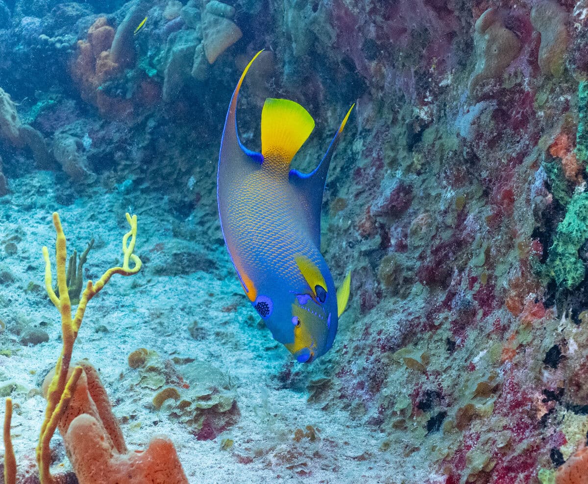 Poisson ange royal